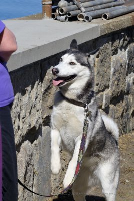 Barb and Becca's Dog