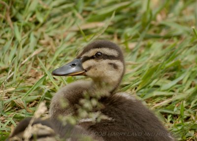 Sigma NEW APO-20080605_08_Mallard Family_DxO2_RAW.JPG