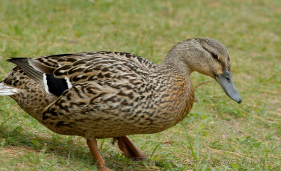 Sigma NEW APO-20080605_15_Mallard Family_DxO2_RAW.JPG