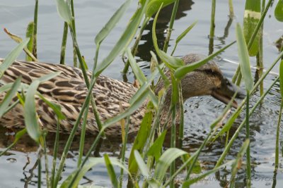 Sigma NEW APO-20080605_26_Mallard Family_DxO2_RAW.JPG