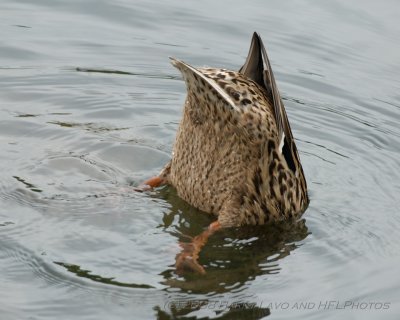 Sigma NEW APO-20080605_30_Mallard Family_DxO2_RAW.JPG