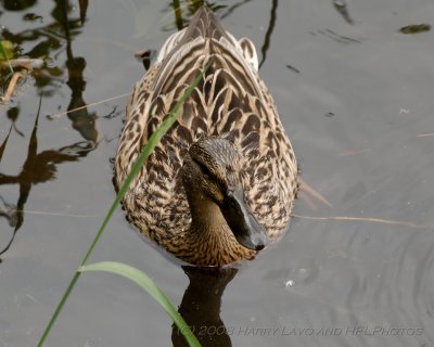 The Mallard Family, of Easthampton MA