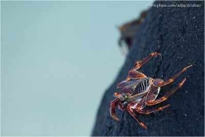 Caranguejo Aratu