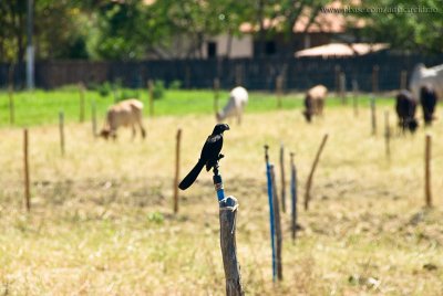 Animais na Fazenda