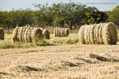 Tufos de palha de arroz