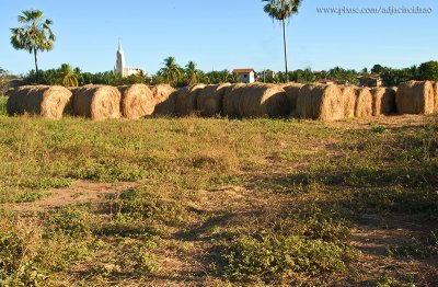 Tufos de palha de arroz