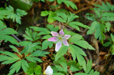 mountain flowers