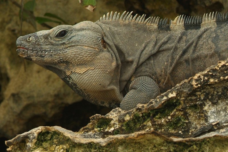 Iguana 1