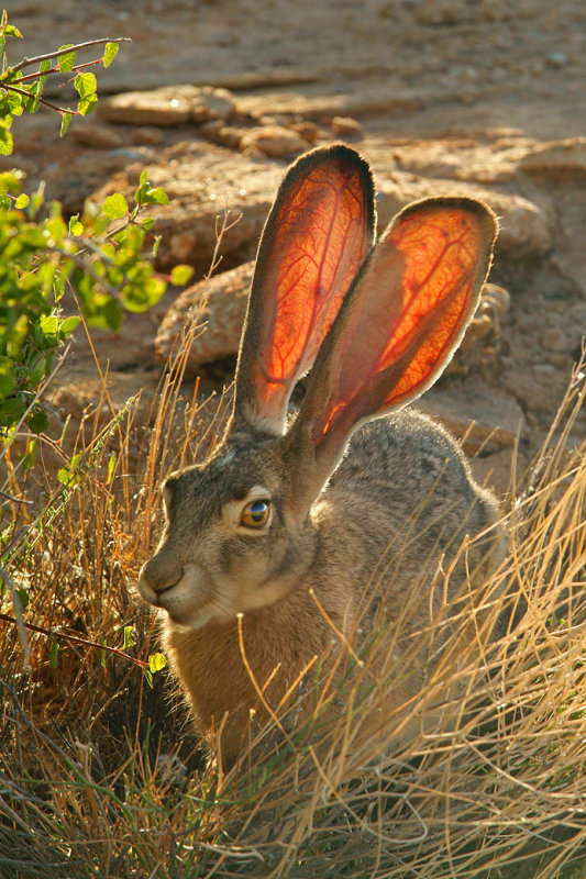 Jack Rabbit