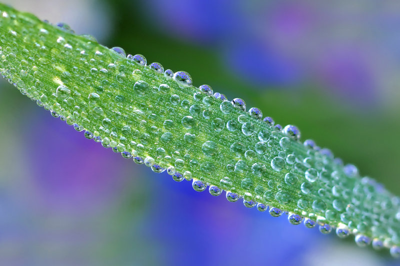 Dew Drops On Grass Blade