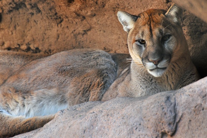 Mountain Lion 3