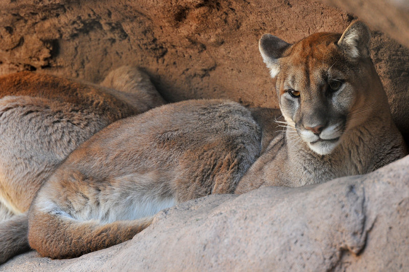 Mountain Lion 4