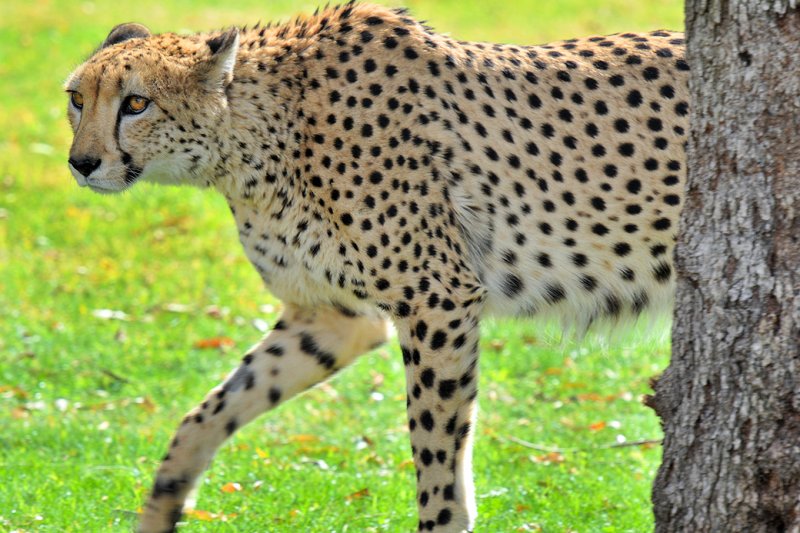 Cheetah 3