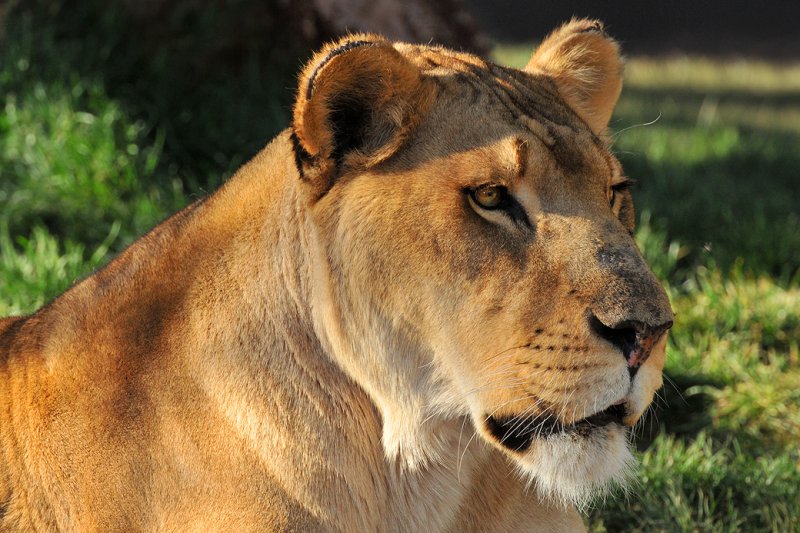 Lion Female 2
