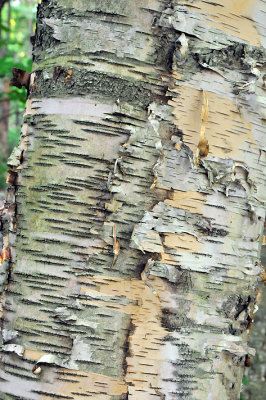 Letchworth SP - Birch Tree Trunk