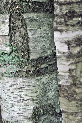 Letchworth SP - Birch Tree Trunk 2
