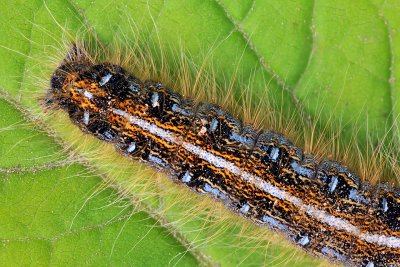 Letchworth SP - Caterpillar