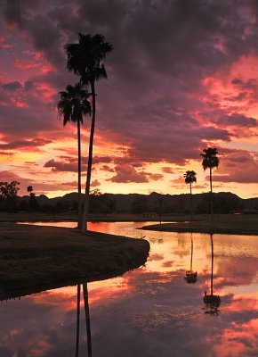 Ahwatukee - Golf Course Palm Silhouette Sunset 2
