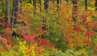 Detroit Lake Area - Fall Color Forest Cross Section