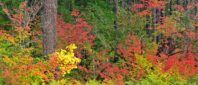 Detroit Lake Area - Fall Color Forest Cross Section 2