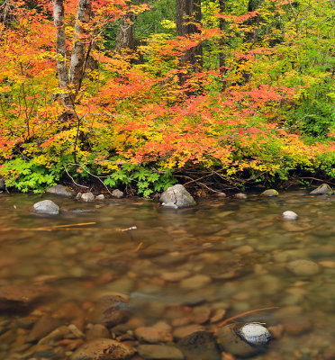 North Santiam River - Fall Color 1