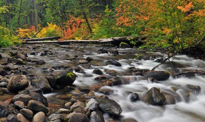 North Santiam River - Fall Color 3