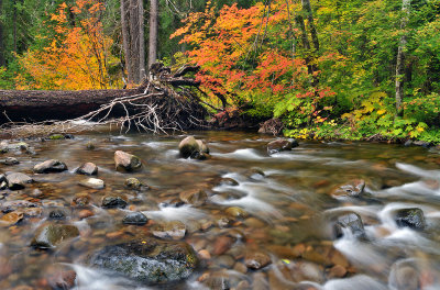 OR - North Santiam River - Fall Color 5