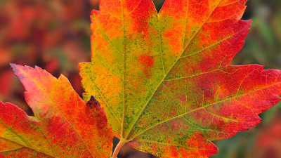 Maple Leaves 2