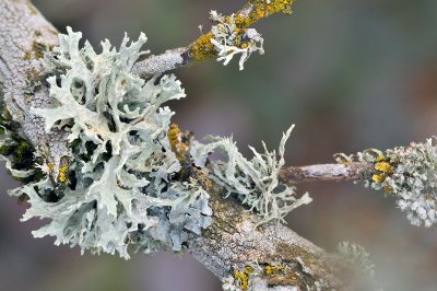 OR - Moss  Lichen Tree Branch