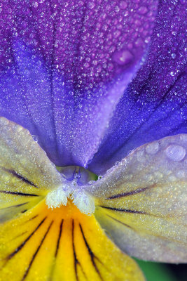 OR - Purple Clover Dew Drops