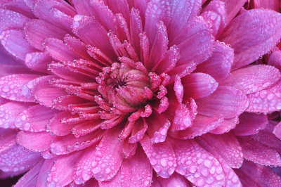 Dew Drops on Magenta Flower