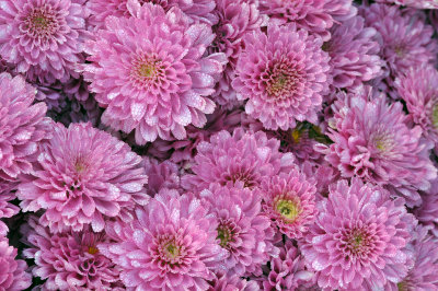 Dew Drops on Pinks Flowers