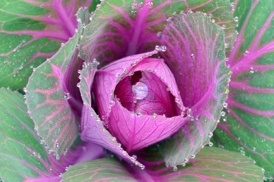 Ornamental Cabbage