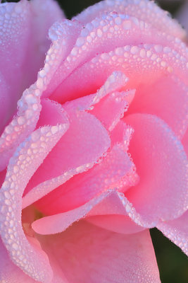 Pink Rose  Dew Drops 1