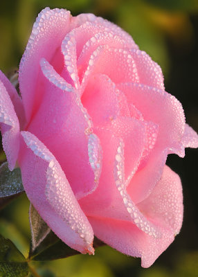 Pink Rose  Dew Drops 2