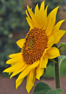 Sunflower 2