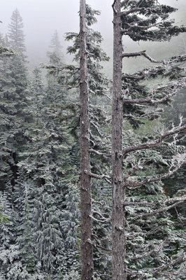 WA - Mt Rainier NP - Snowy Trees