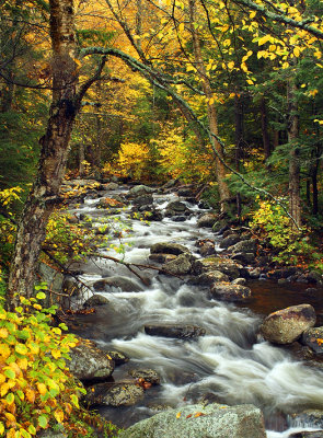 Adirondack Creek Fall Color - NY