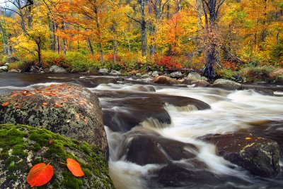 West Ausable River Fall Color 2 - NY