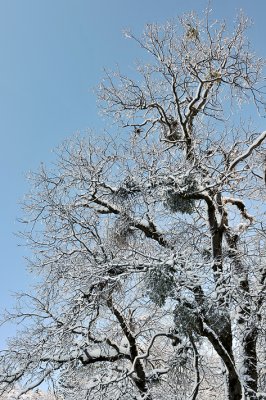 CA - Yosemite NP - Skyward Oak with Mistletoe