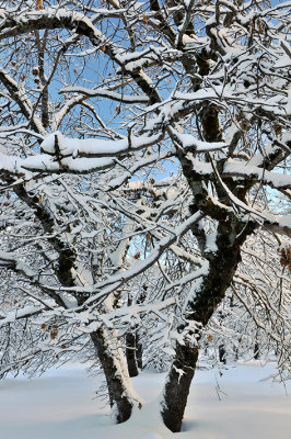 CA - Yosemite NP - Snowy Skyward Tree