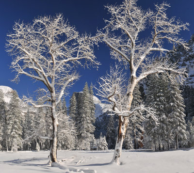 CA - Yosemite NP - Snowy Trees Ansel Adams Sky