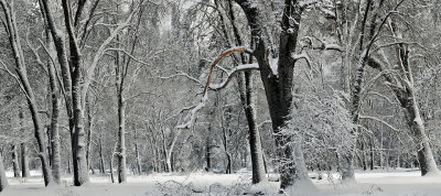 CA - Yosemite NP - Snowy Treescape 6