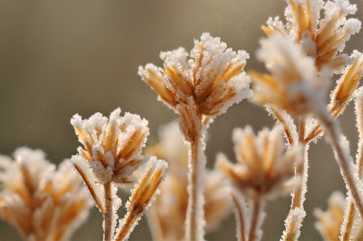 CA - Mono Lake - Ice Crystals 4