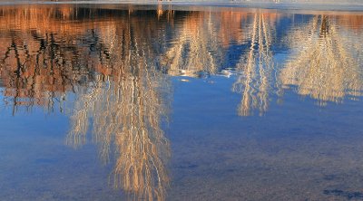 CA - Bishop - Mill Pond Reflection