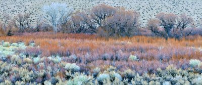 CA - Bishop - Colored Grasses Trees Panoramic