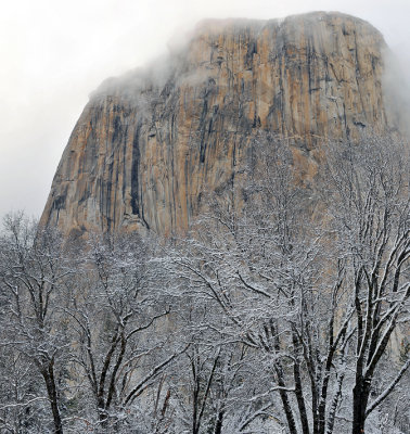 CA - Yosemite NP - Foggy El Capitan Snowy Trees