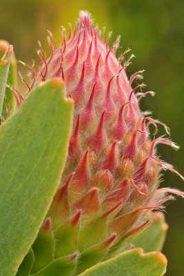 Big Sur - Exotic Protea Bud Macro