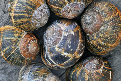 Big Sur - Snail Shells