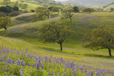 Los Olivos - Lupine & Backlit Oaks